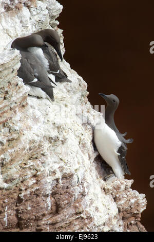 Common Murre Stockfoto