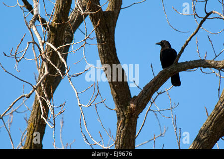 Eine amerikanische schwarze Krähe sitzt hoch auf einem Ast im Winter. Stockfoto