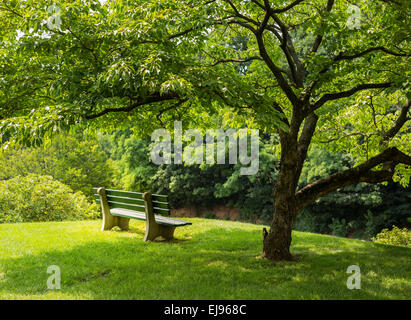 Parkbank unter blühenden Hartriegels Baum Stockfoto