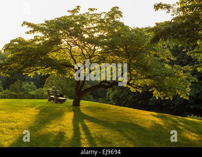 Parkbank unter blühenden Hartriegels Baum Stockfoto
