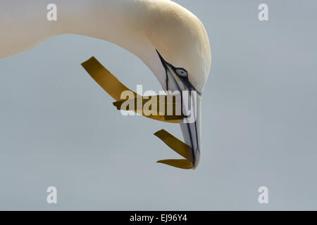 Basstölpel Stockfoto