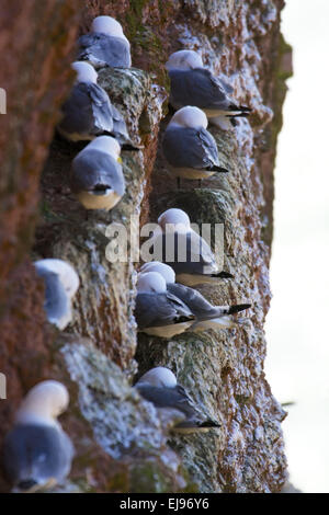 Kittiwake Stockfoto