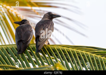 Indische Krähe Stockfoto