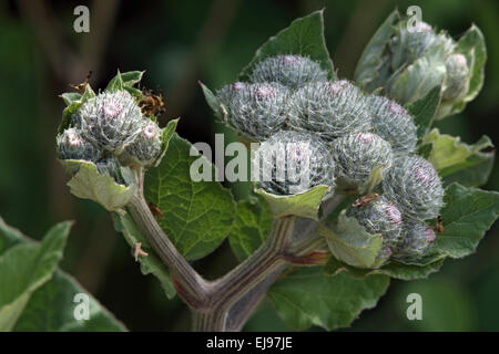 Die große Klette, Arctium lappa Stockfoto