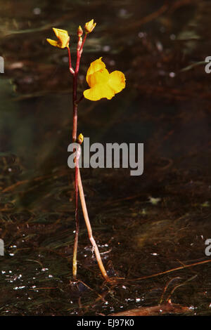 Gemeinsamen stehenden, Utricularia vulgaris Stockfoto