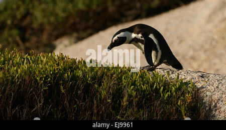 Afrikanische Pinguin (Spheniscus Demersus) auf dem Weg, an einem Strand in der Nähe von Kapstadt in Südafrika. Stockfoto