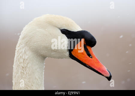 Porträt der Höckerschwan Stockfoto