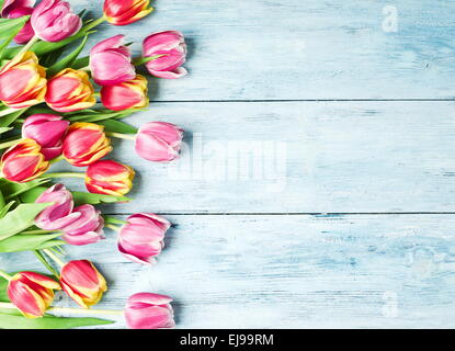 Rosa und rote Tulpen auf einem blauen Hintergrund aus Holz. Platz für Text. Stockfoto