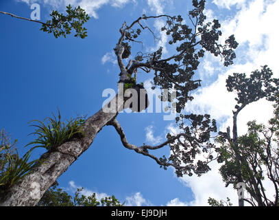 Bäume des tropischen Klimas, Ansicht von unten. Stockfoto