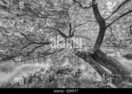 Eichen entlang Fluss Eman, Smaland, Swden Stockfoto