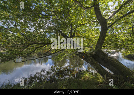 Eichen entlang Fluss Eman, Smaland, Swden Stockfoto