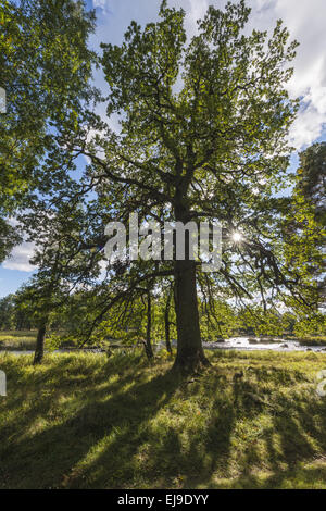 Eichen entlang Fluss Eman, Smaland, Swden Stockfoto