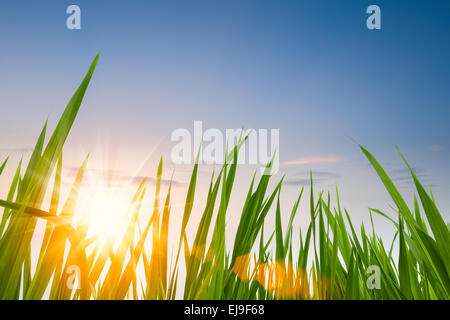 frische grüne Rasen im Sonnenuntergang Stockfoto