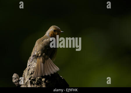 Rotkehlchen Stockfoto