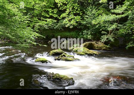 die romantischen Bergbach Bode Stockfoto