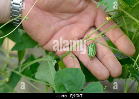 Mexikanische Mini-Gurke Stockfoto