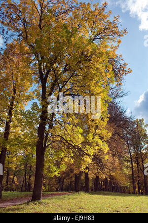 Russland, Gattschina, helle Herbst Baum im park Stockfoto