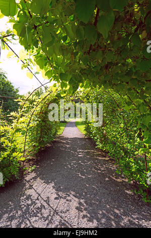 Gewölbte Gasse im Garten Stockfoto