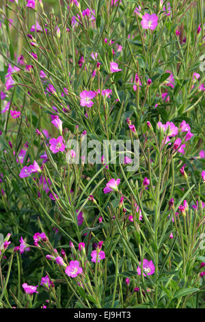 Großen Weidenröschen, Epilobium hirsutum Stockfoto