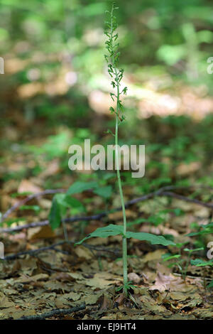 Gemeinsamen Nestwurzen, Listera ovata Stockfoto