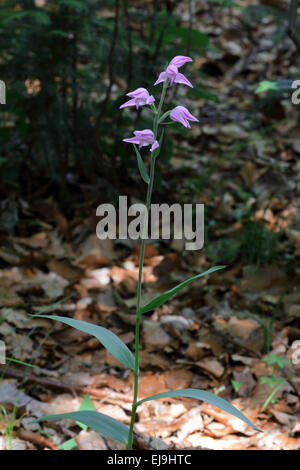 Red Helleborine, Cephalanthera rubra Stockfoto