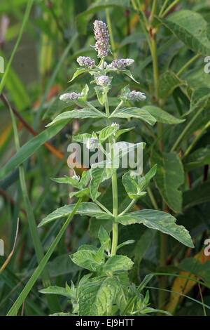 Pferd Minze, Mentha longifolia Stockfoto