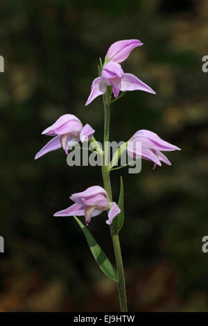 Red Helleborine, Cephalanthera rubra Stockfoto