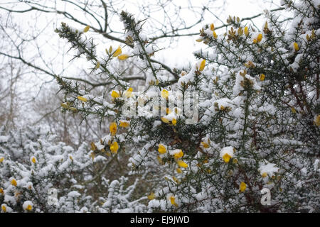 Frisch gefallener Schnee auf dem Ginster Busch, Ullex Europeaus, blüht im Winter, Berkshire, Februar Stockfoto