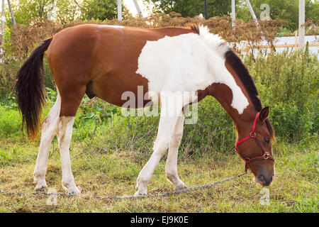 Grasende Pferde Stockfoto