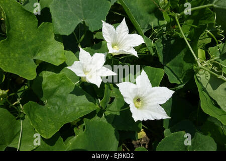 Efeu Kürbis, Coccinia Grandis, weiße Blüten auf Curcurbit Pflanze, Thailand, Februar Stockfoto