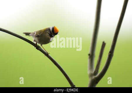 Firecrest Stockfoto