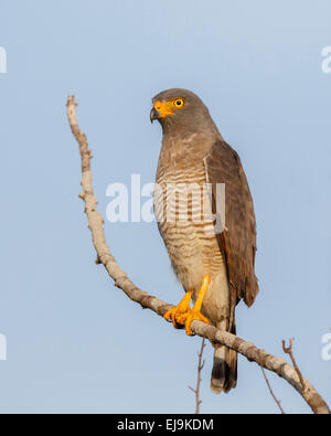 Am Straßenrand Hawk (Rupornis Magnirostris) entlang der Straße in Kuru Kururu, Soesdyke, Guyana thront. Stockfoto