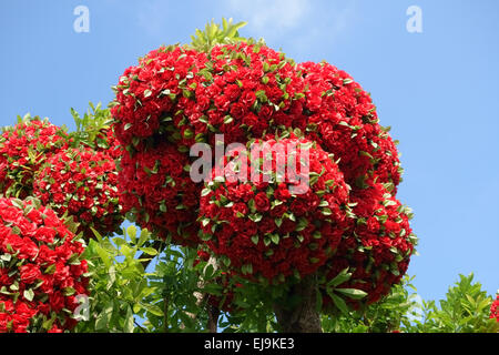 Falsche rotes Papierblumen Dekoration einen echten Baum Nonthaburi, Thailand, Februar Stockfoto