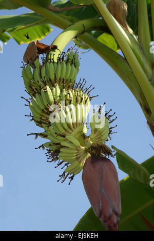 Junge Frucht auf eine Bananenpflanze mit männlichen Blüte noch befestigt, Thailand Stockfoto