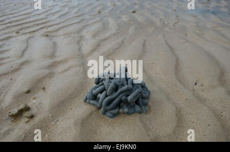 Dunklem Sand geworfen in Wurm Gips erstellt von einem marine Hemichordata Wurm am Strand bei Ebbe in Südthailand Stockfoto