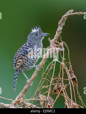 Vergitterten Ameisenwürger (Thamnophilus Doliatus) männlich, jetzt oder nie Village, Mahaicony, Guyana Stockfoto