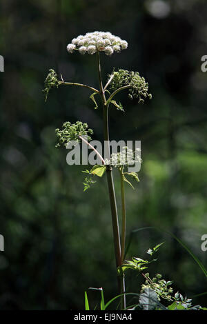 Wilde Angelika, Angelica sylvestris Stockfoto