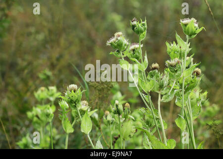 Kohl Distel, Cirsium oleraceum Stockfoto