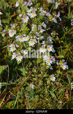 Augentrost, Eyewort, Euphrasia officinalis Stockfoto