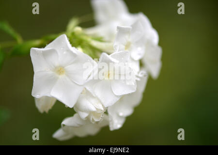 blühender Baum Brunch mit weißen Blüten Stockfoto