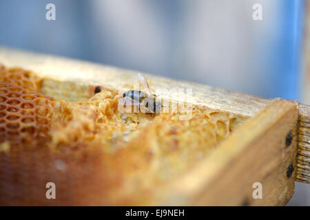 Bienen arbeiten auf Honigwabe Stockfoto