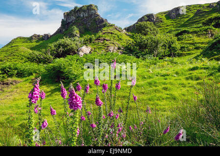 Fairy Glen auf der Isle Of Skye Stockfoto