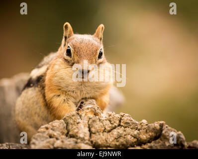 Niedlichen Streifenhörnchen gut genährt, Nüsse und Samen Stockfoto