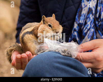 Niedlichen Streifenhörnchen gut genährt, Nüsse und Samen Stockfoto