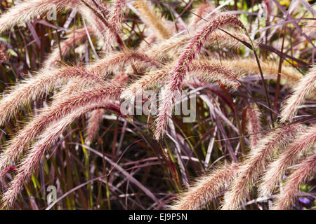 Ziergras Stockfoto