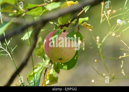 Die Reifen Äpfel auf dem Baum Stockfoto