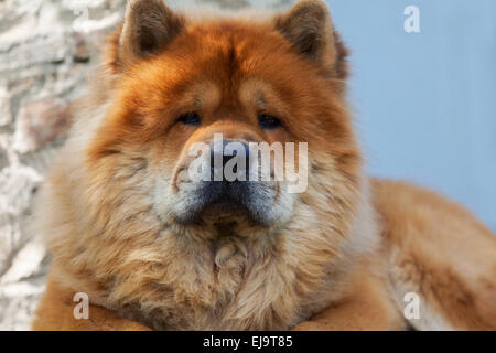 Rasse der Hund Chow-chow zu schützen Stockfoto