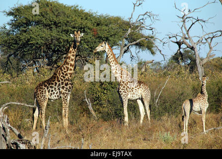 Giraffen-Familie Stockfoto