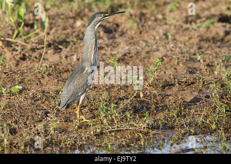 Gekerbten Heron Stockfoto