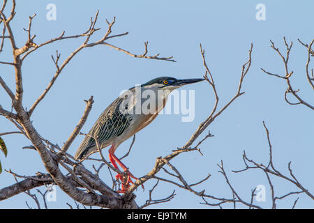 Gekerbten Heron Stockfoto